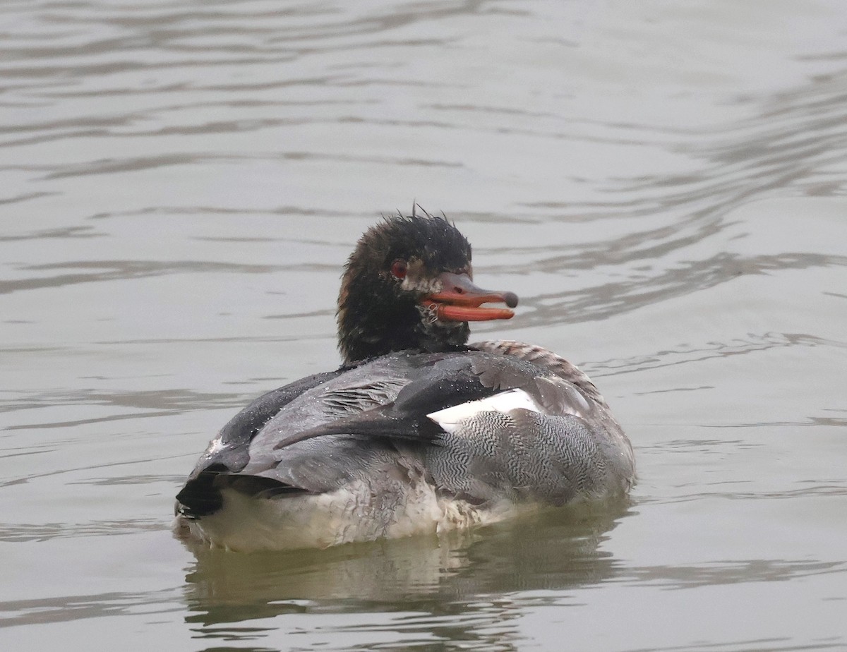 Red-breasted Merganser - ML646040922