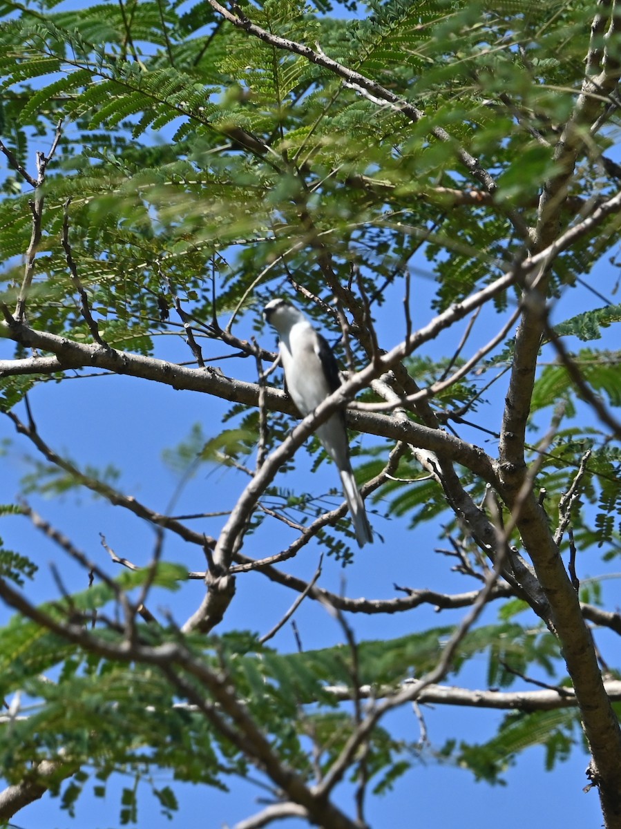 Ashy Minivet - ML646040924