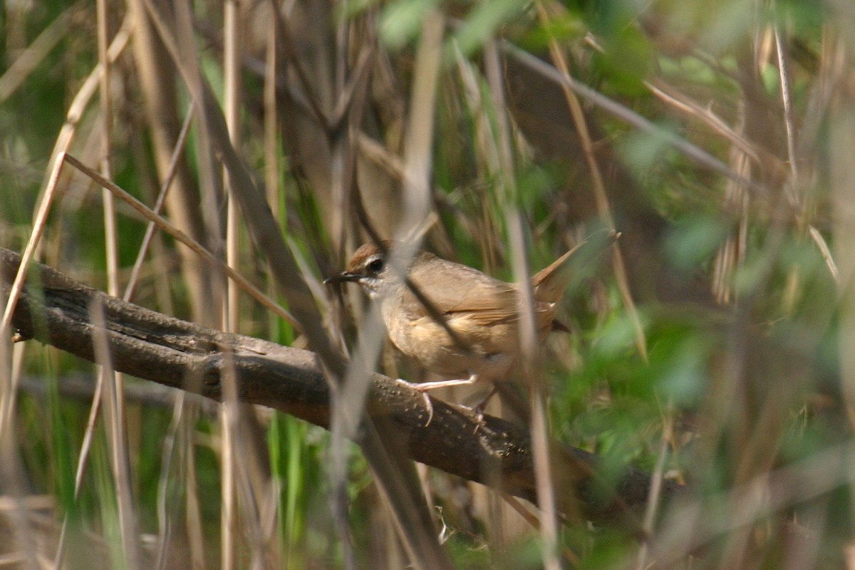 אדום-גרון - ML646040925