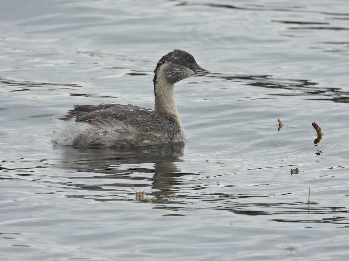 シラガカイツブリ - ML646040930