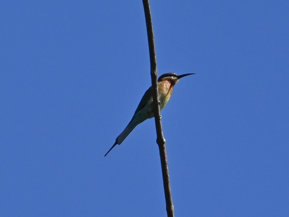 栗喉蜂虎 - ML646040931