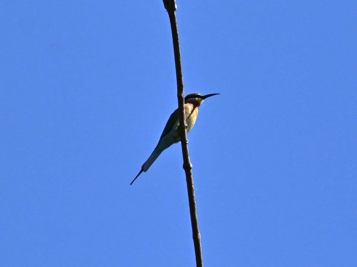 栗喉蜂虎 - ML646040940