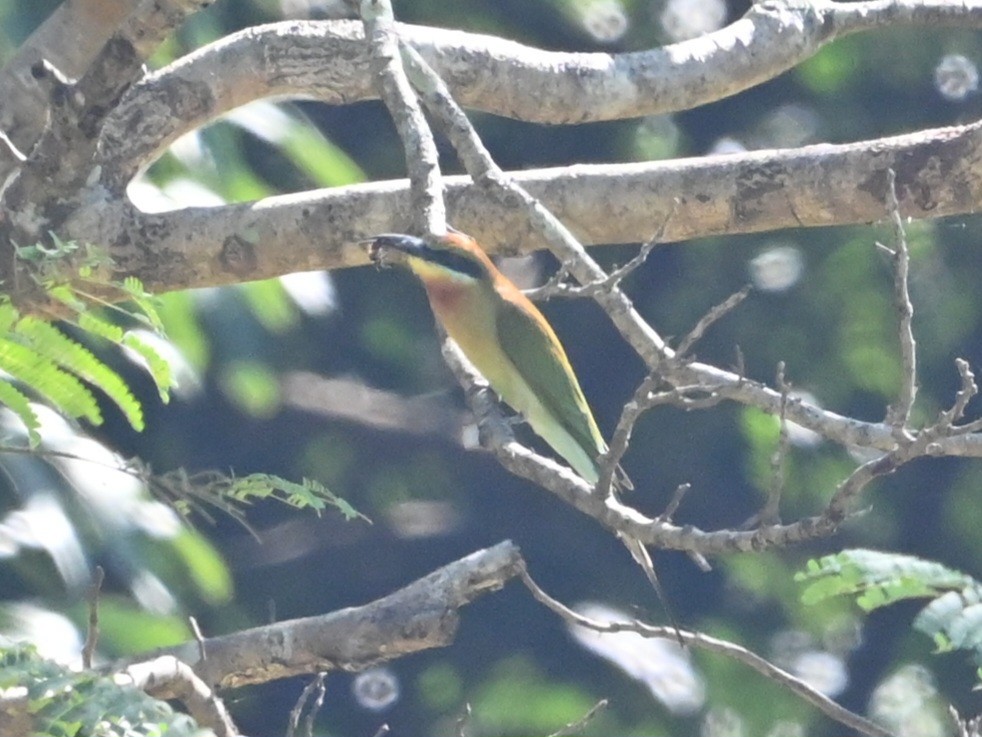 Chestnut-headed Bee-eater - ML646040945