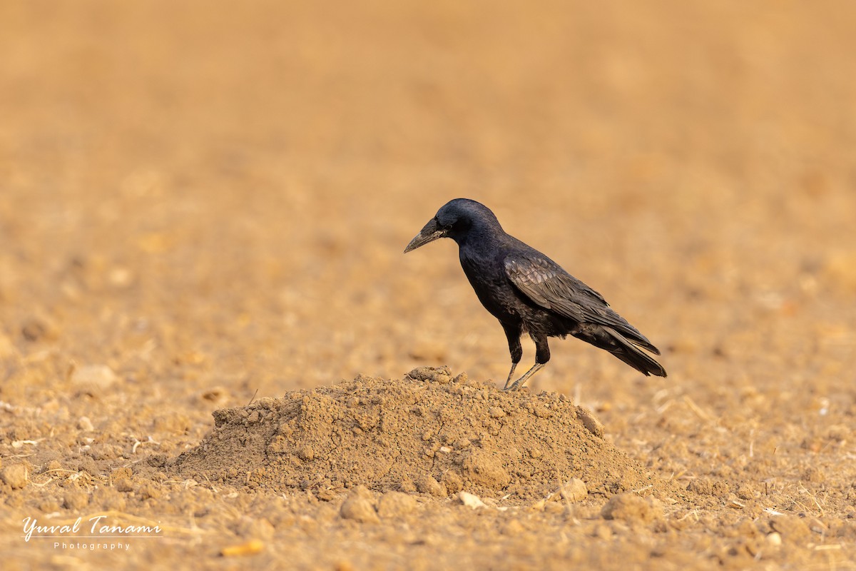 Ekin Kargası - ML646040952