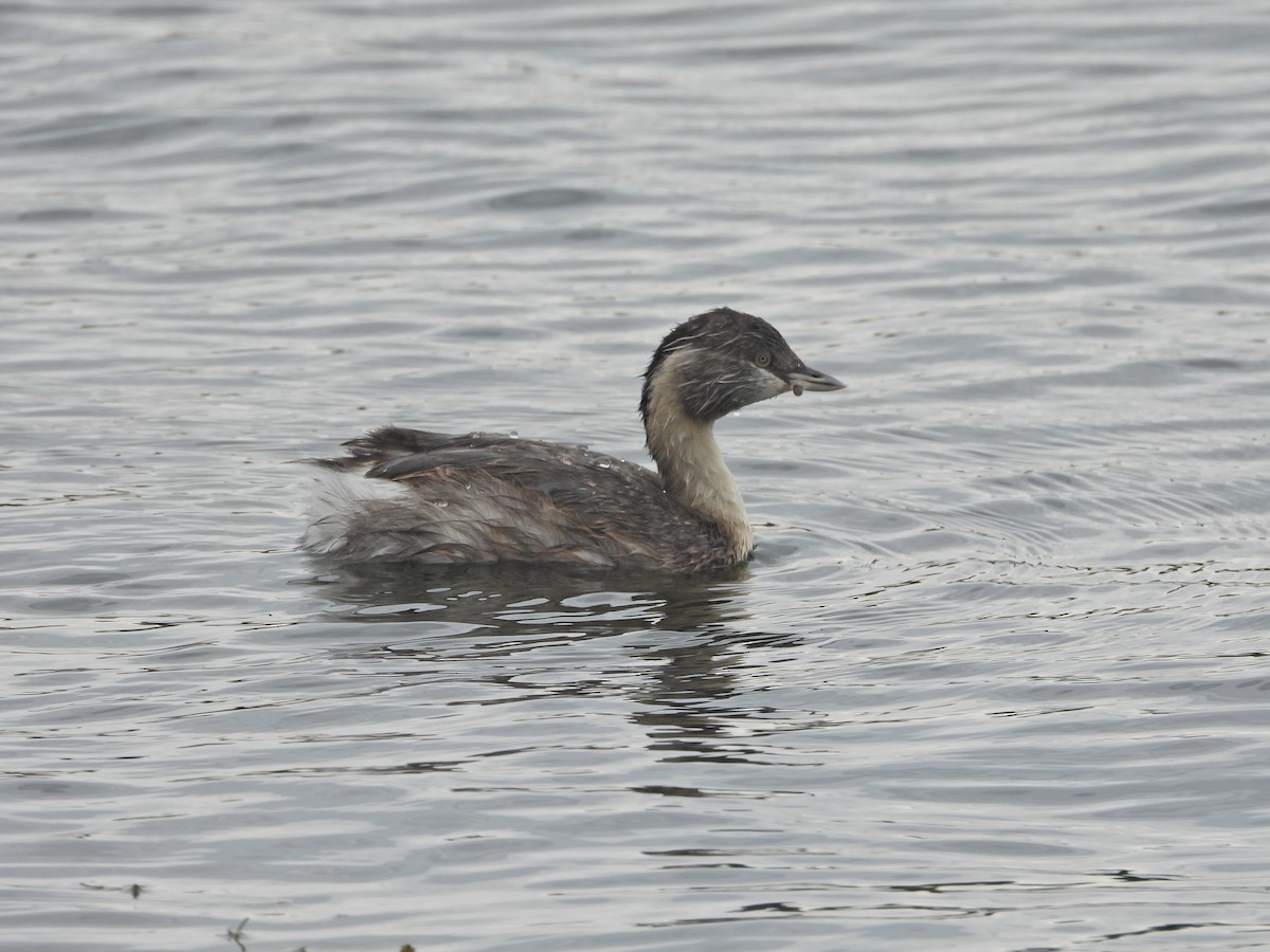 シラガカイツブリ - ML646040960