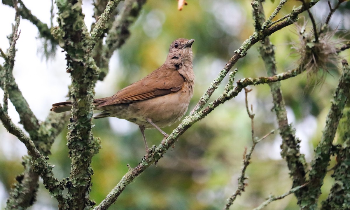 Pale-breasted Thrush - ML646040961