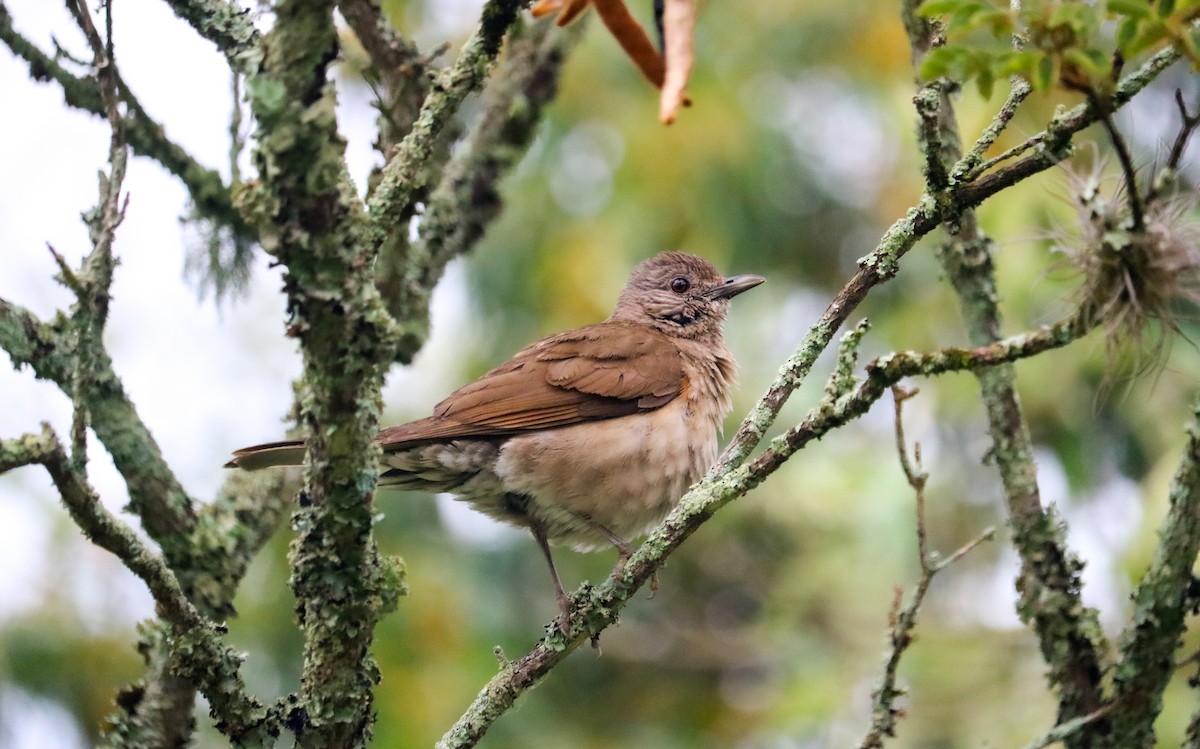 Pale-breasted Thrush - ML646040962