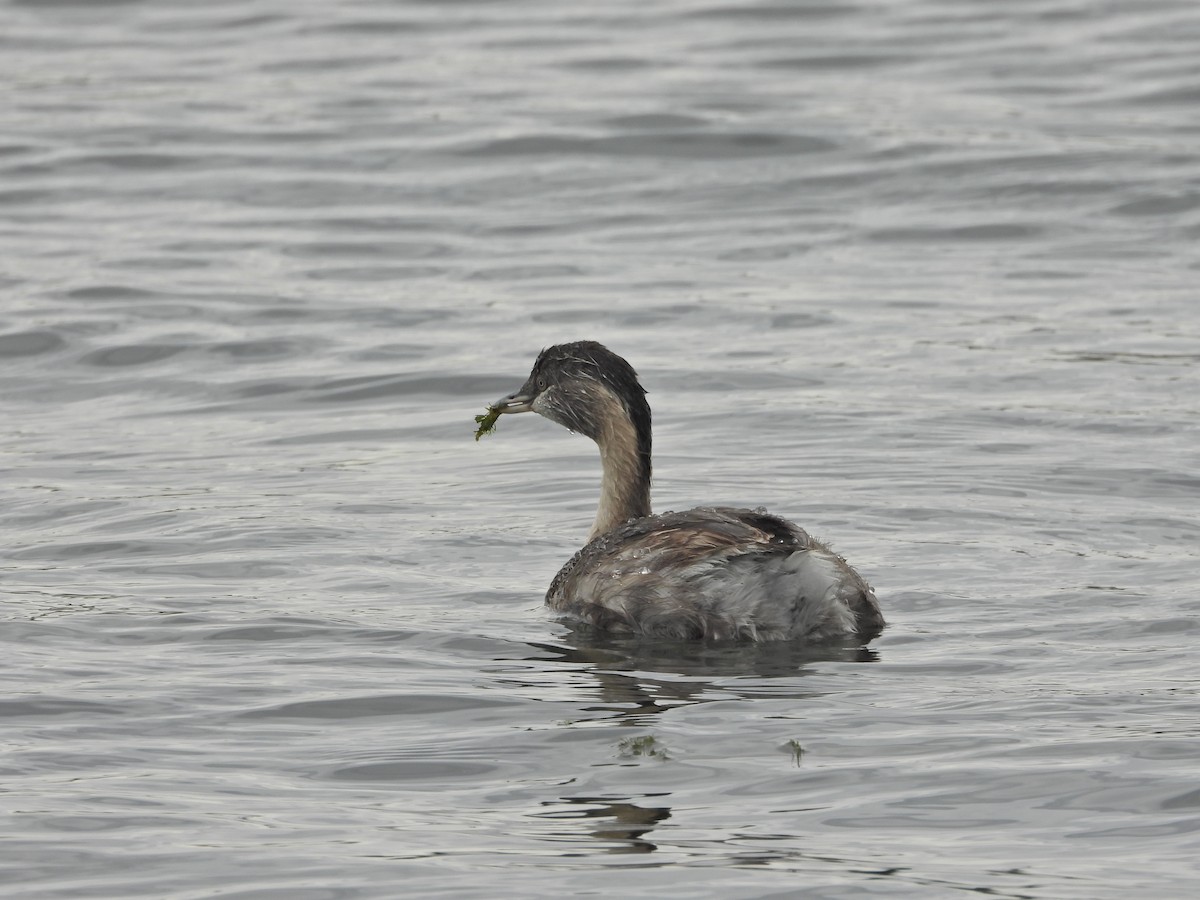 シラガカイツブリ - ML646040971