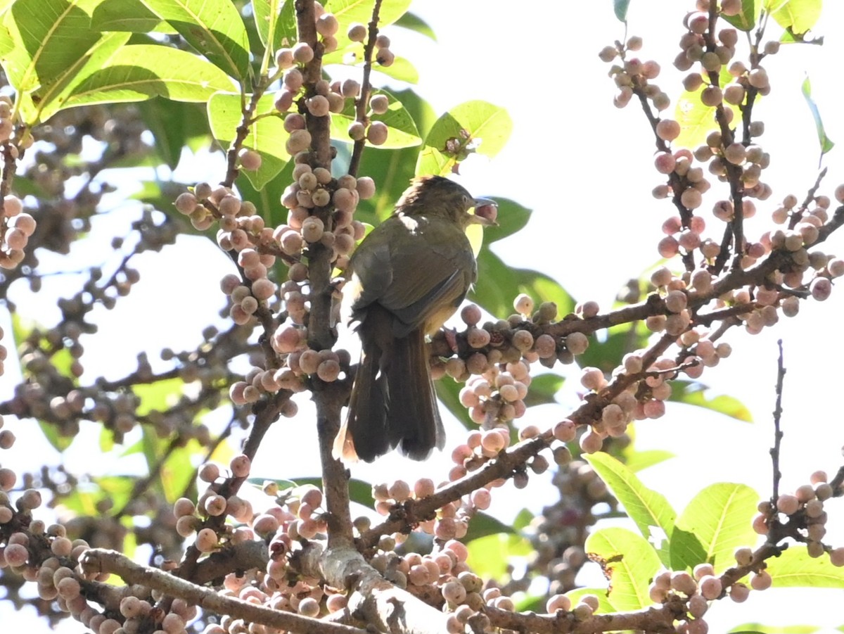 Gray-eyed Bulbul - ML646040975