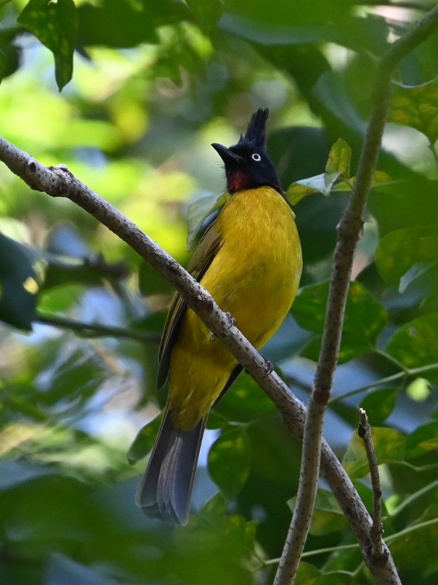 Black-crested Bulbul - ML646040983