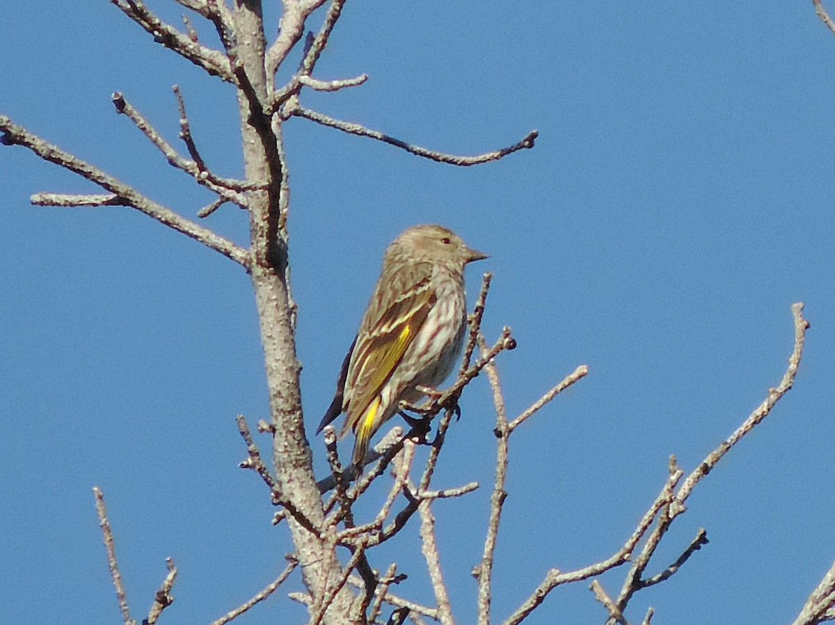 Pine Siskin - ML646040990