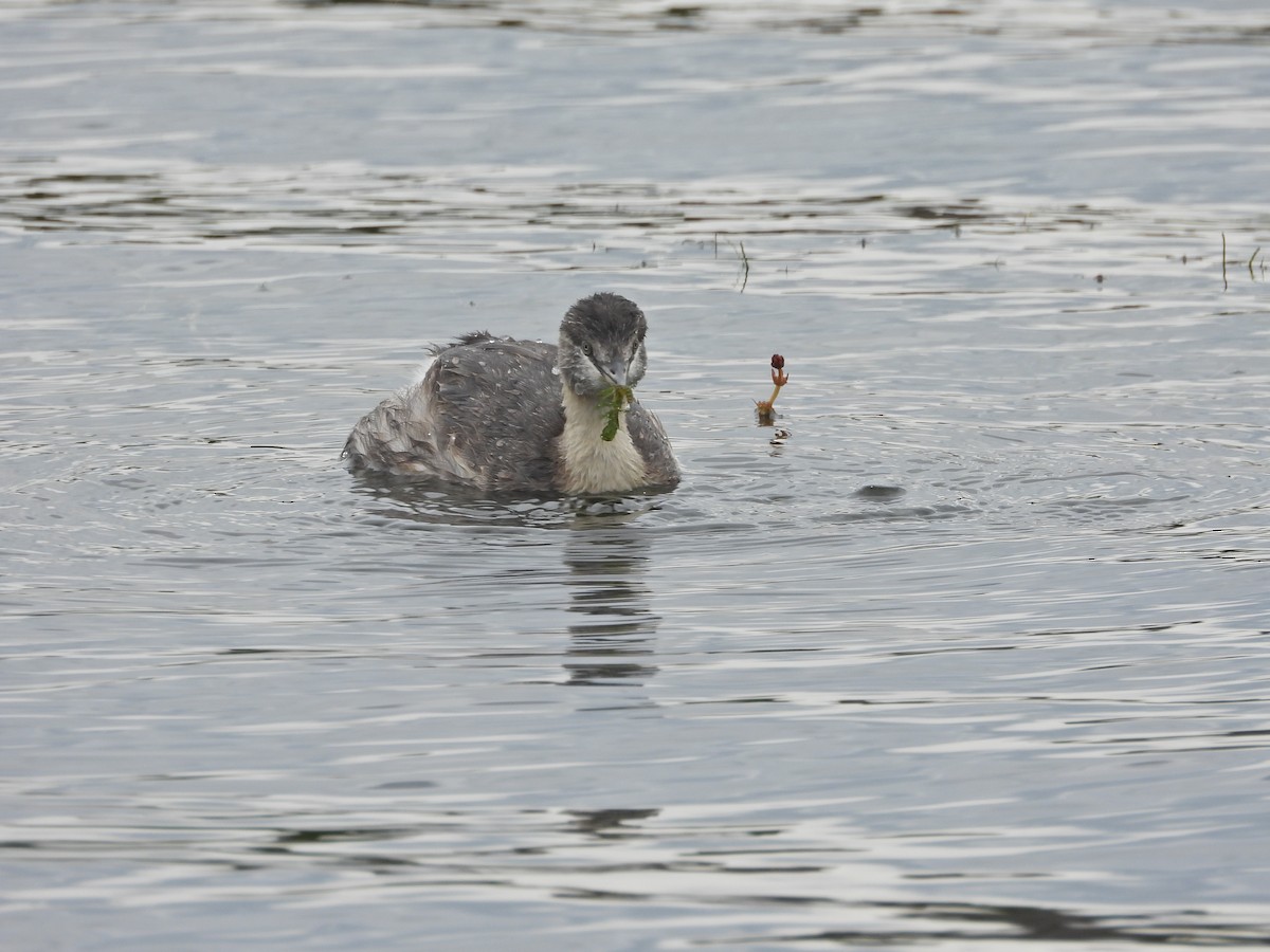 シラガカイツブリ - ML646040995