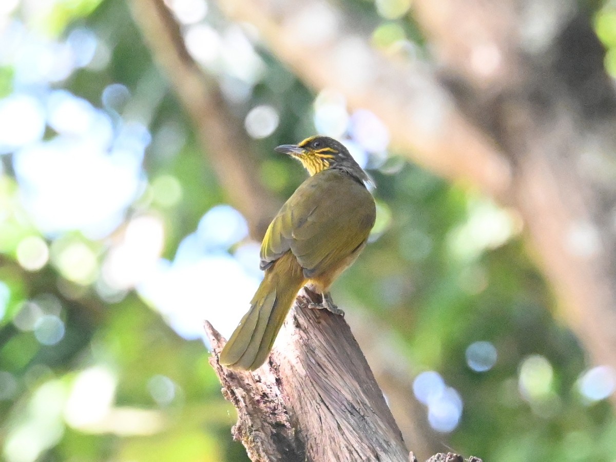Stripe-throated Bulbul - ML646040996