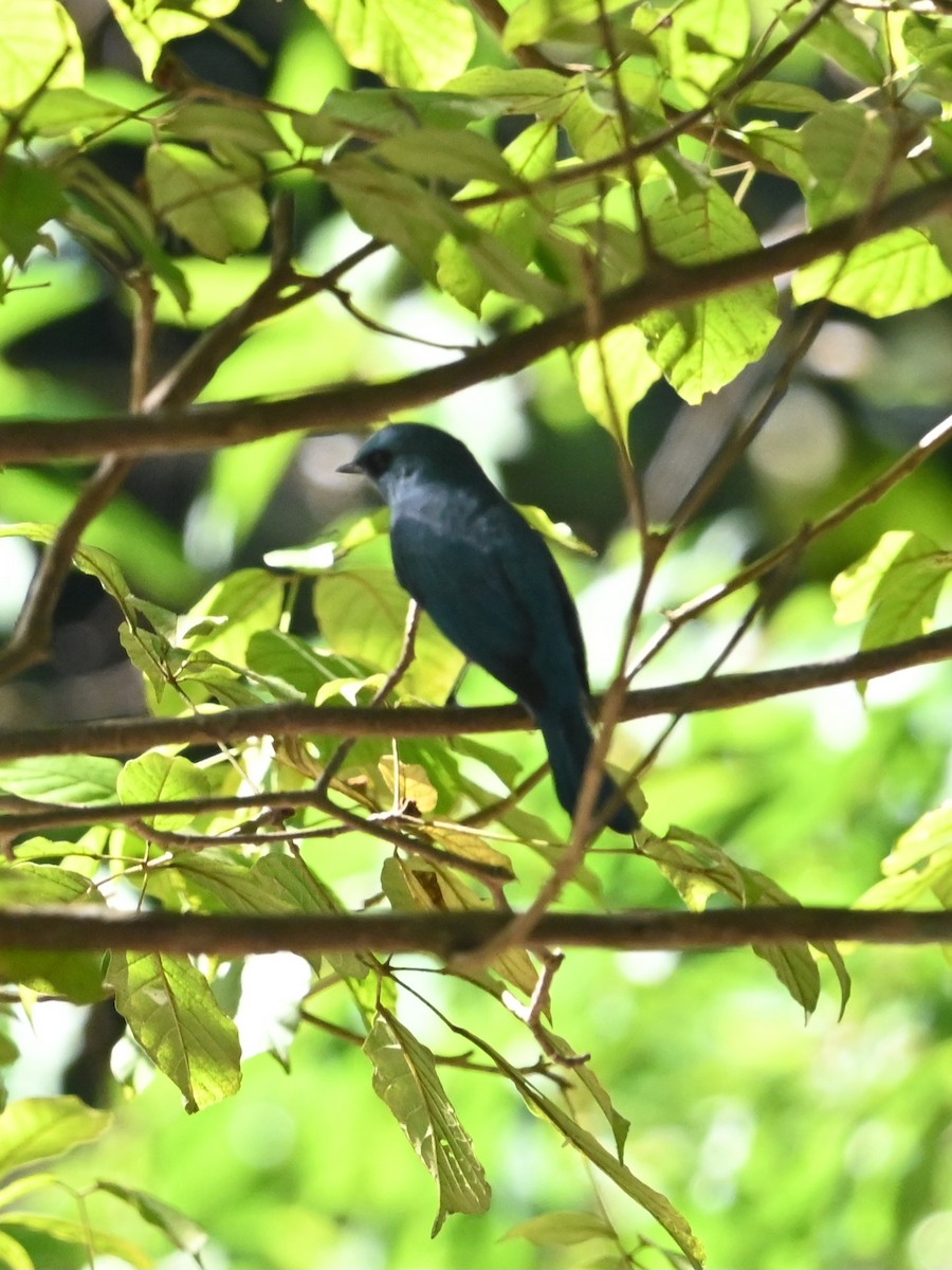 銅藍鶲 - ML646041004