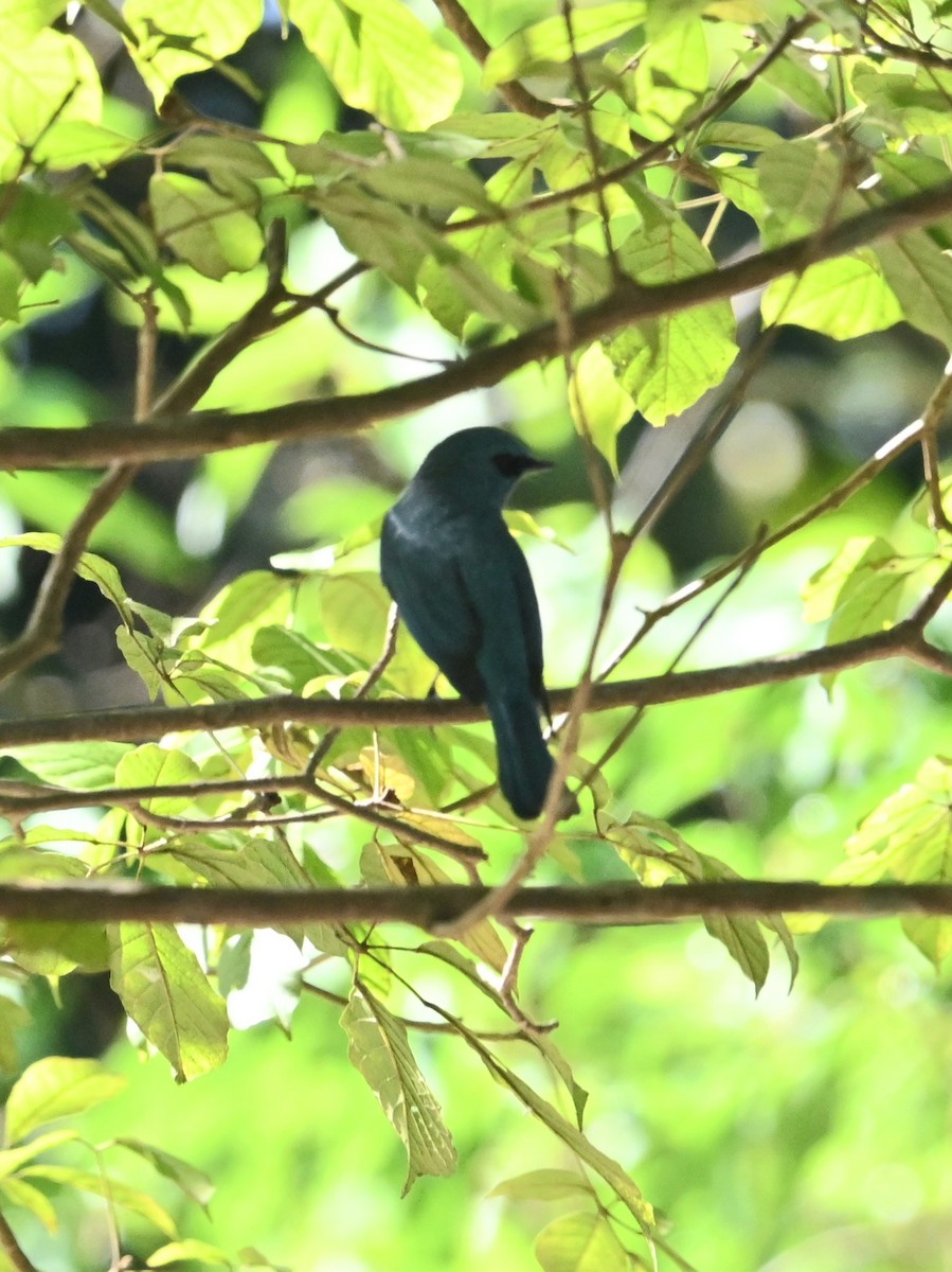 銅藍鶲 - ML646041005