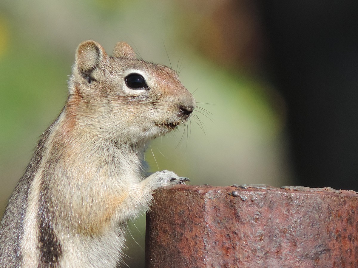 Golden-mantled Ground Squirrel - ML646041006