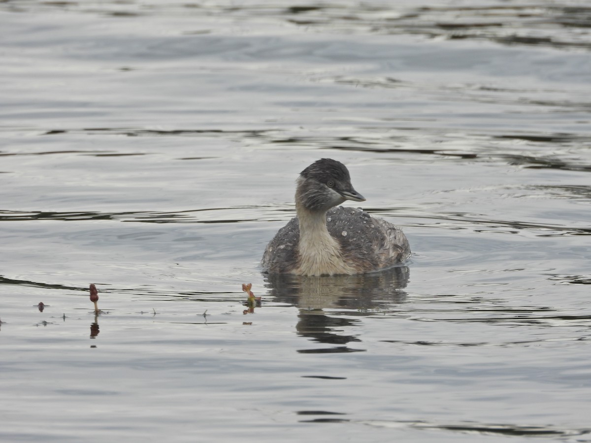 シラガカイツブリ - ML646041007