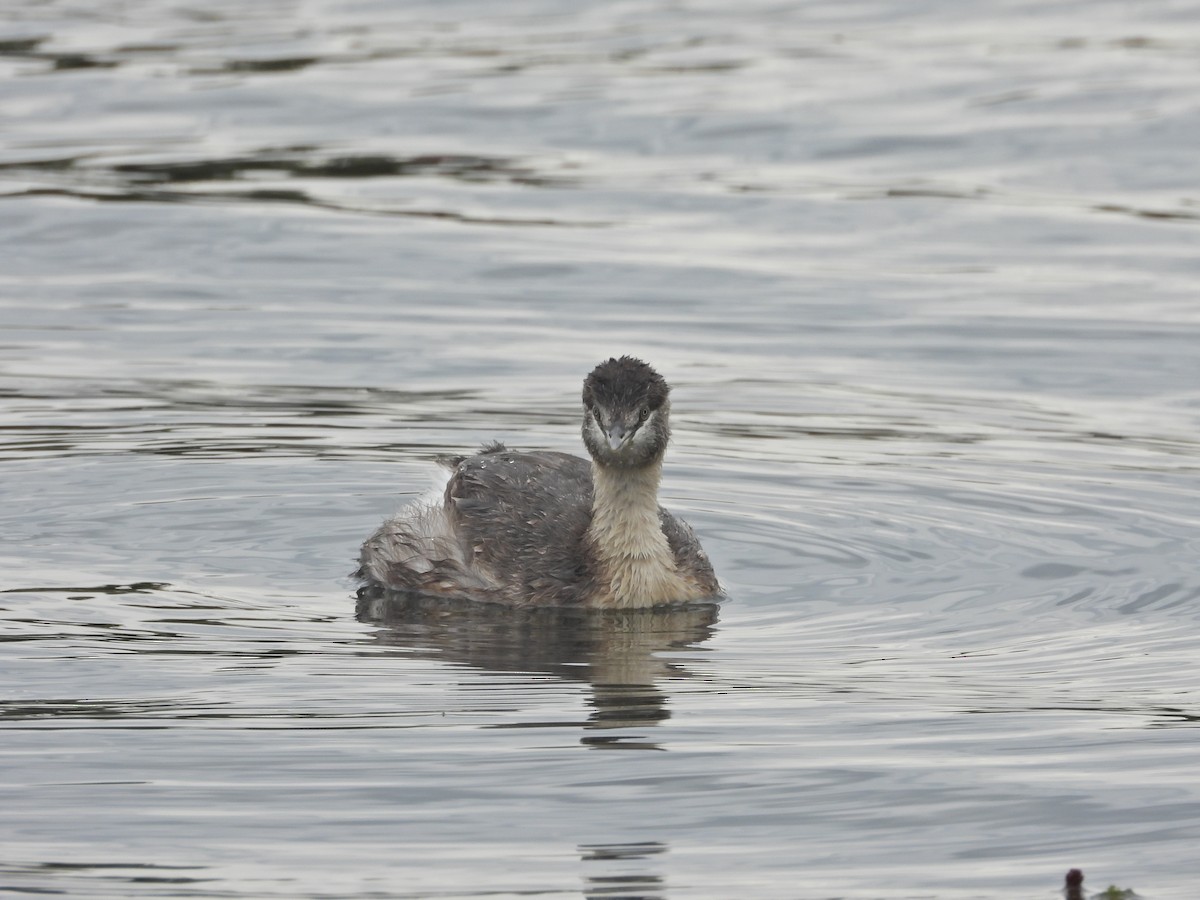 シラガカイツブリ - ML646041016
