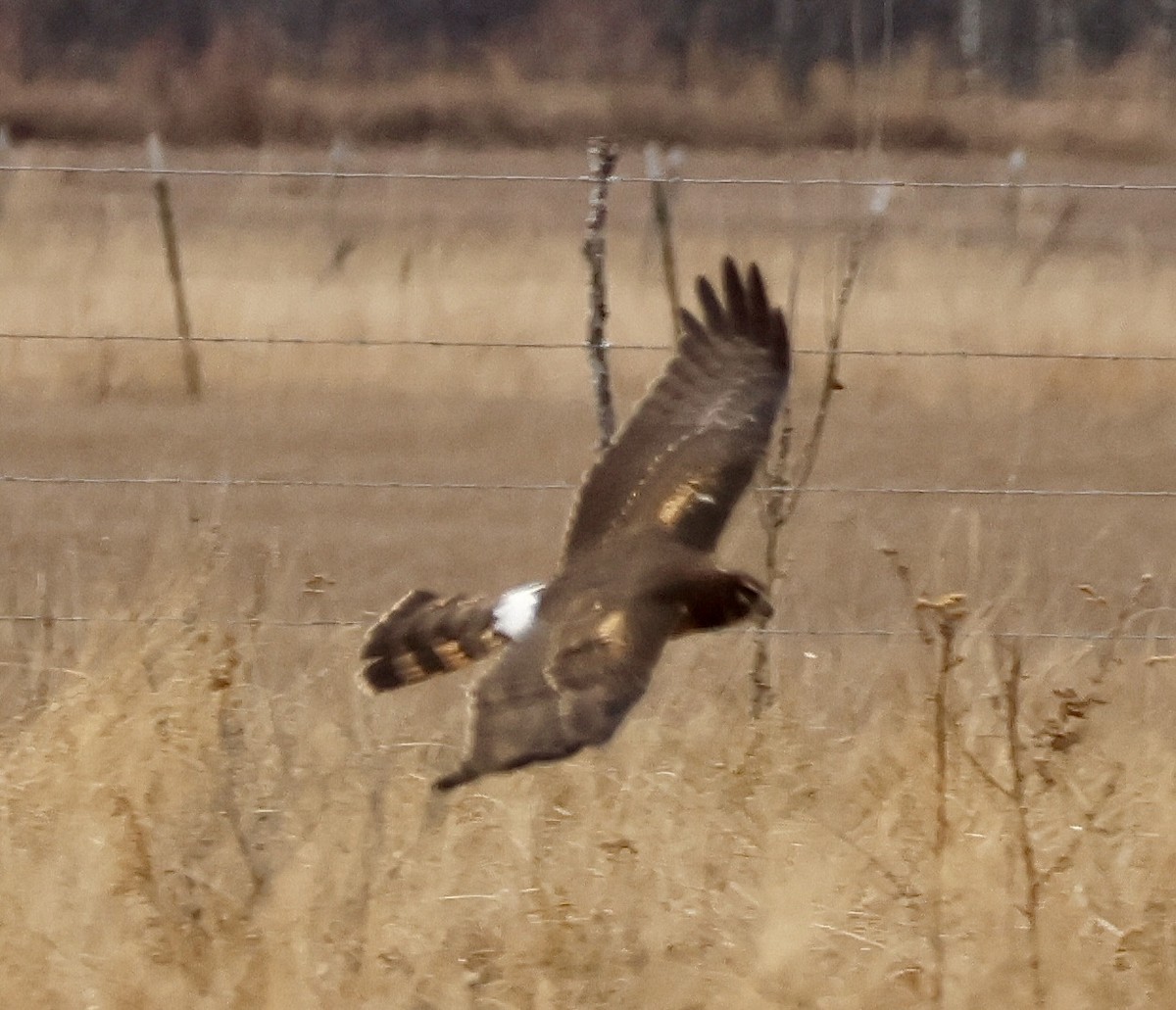 Лунь американський - ML646041020