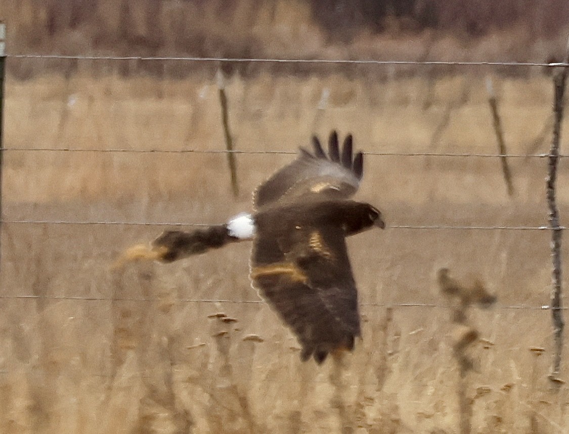 Лунь американський - ML646041022