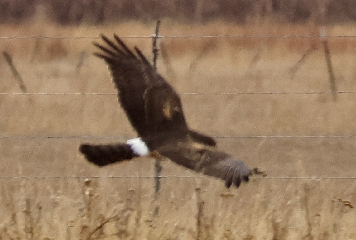 Лунь американський - ML646041023