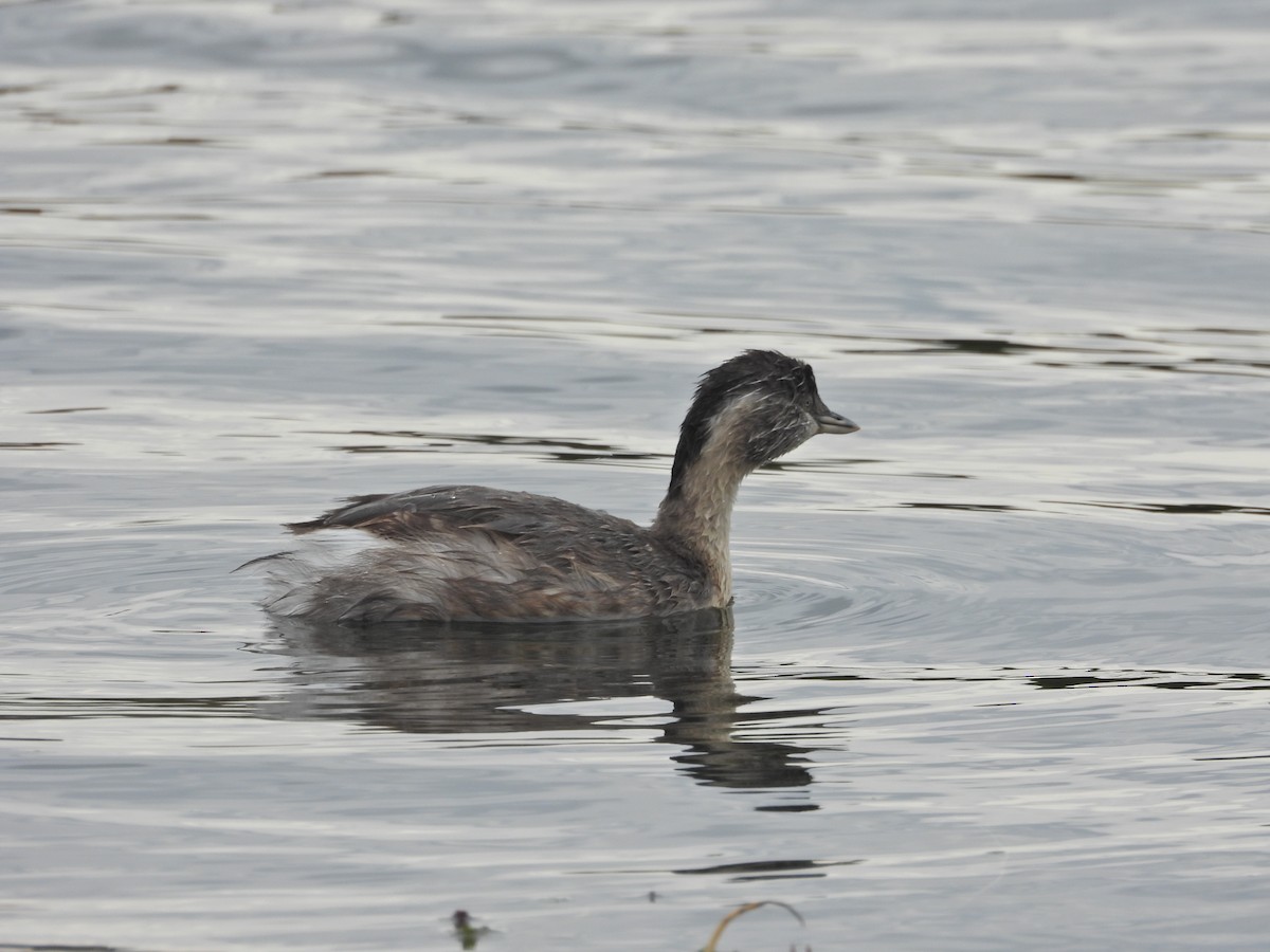 シラガカイツブリ - ML646041024