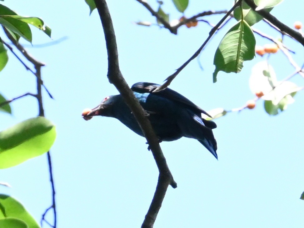 Asian Fairy-bluebird - ML646041026