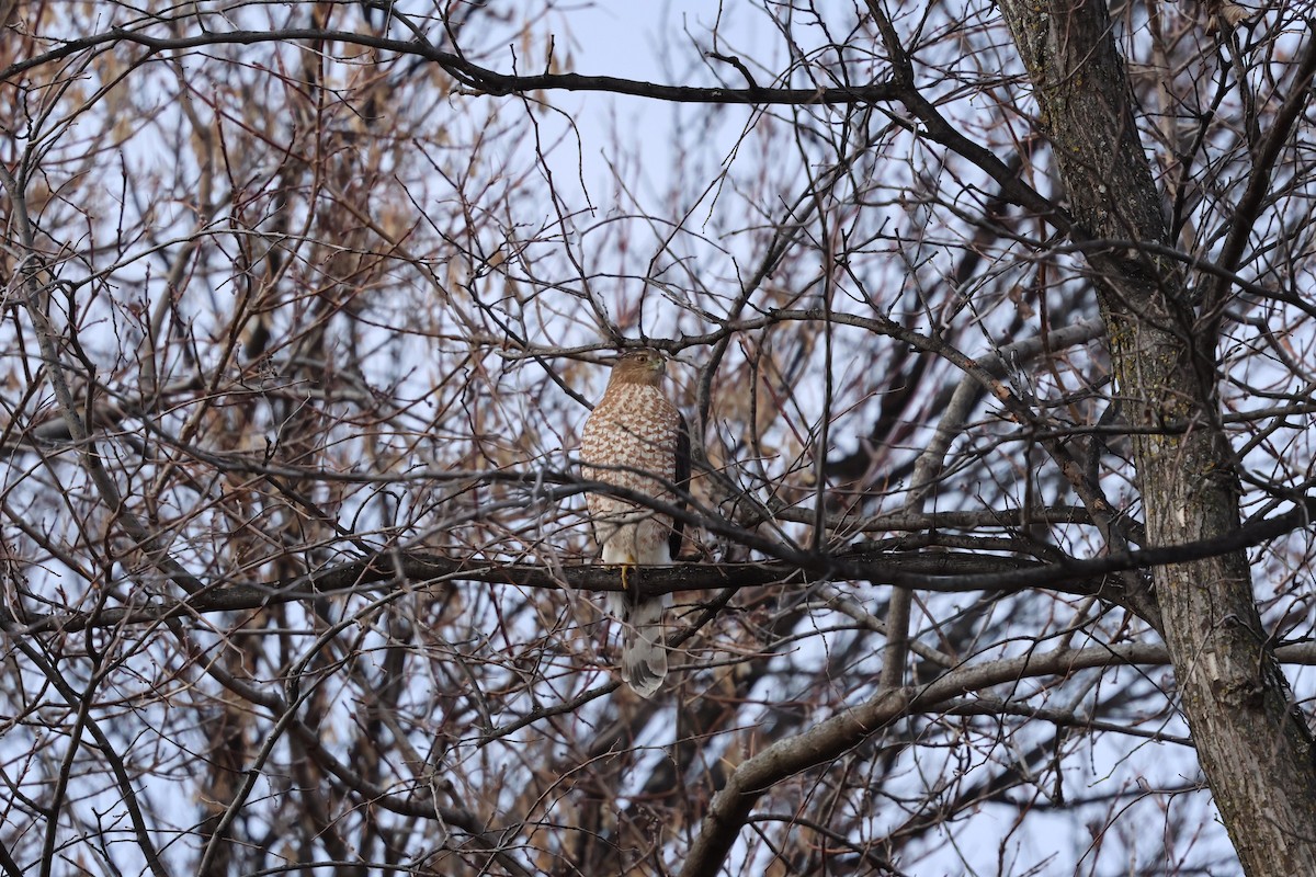 Cooper's Hawk - ML646041027