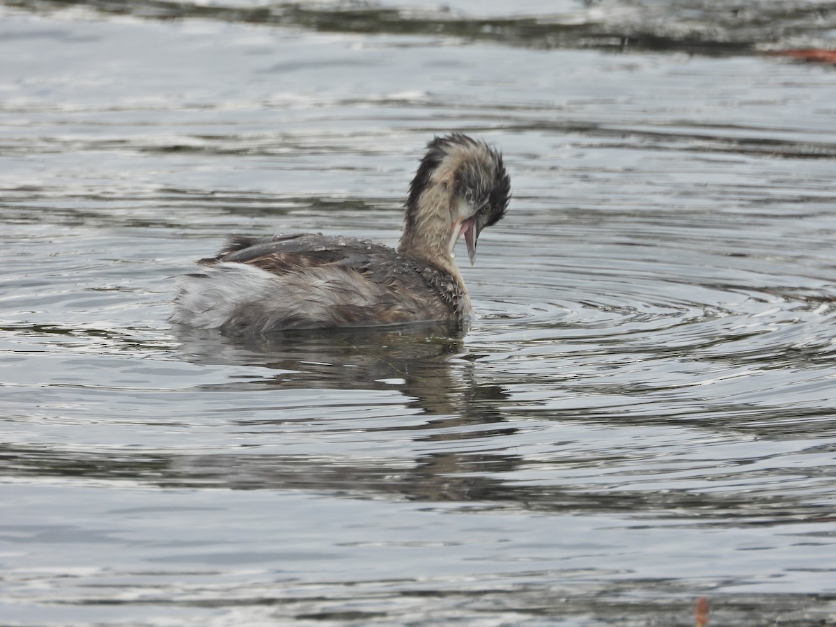 シラガカイツブリ - ML646041037