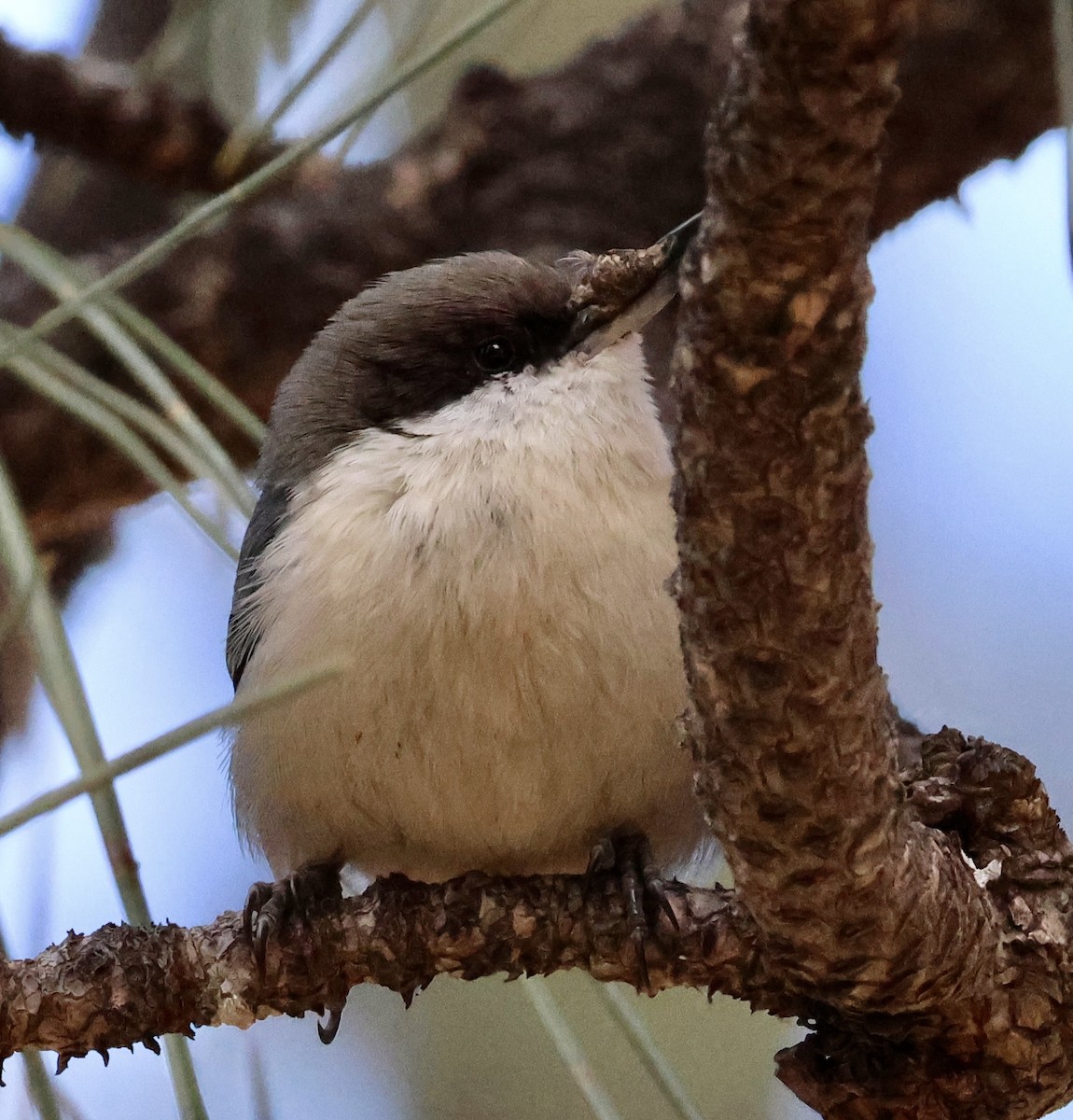 Pygmy Nuthatch - ML646041040