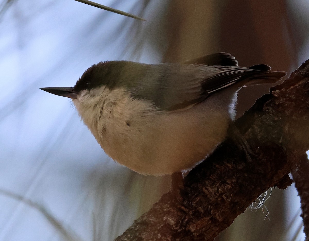 Pygmy Nuthatch - ML646041042