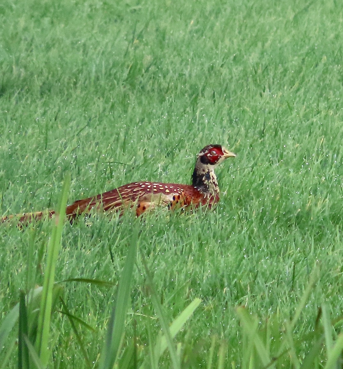 Ring-necked Pheasant - ML646041043