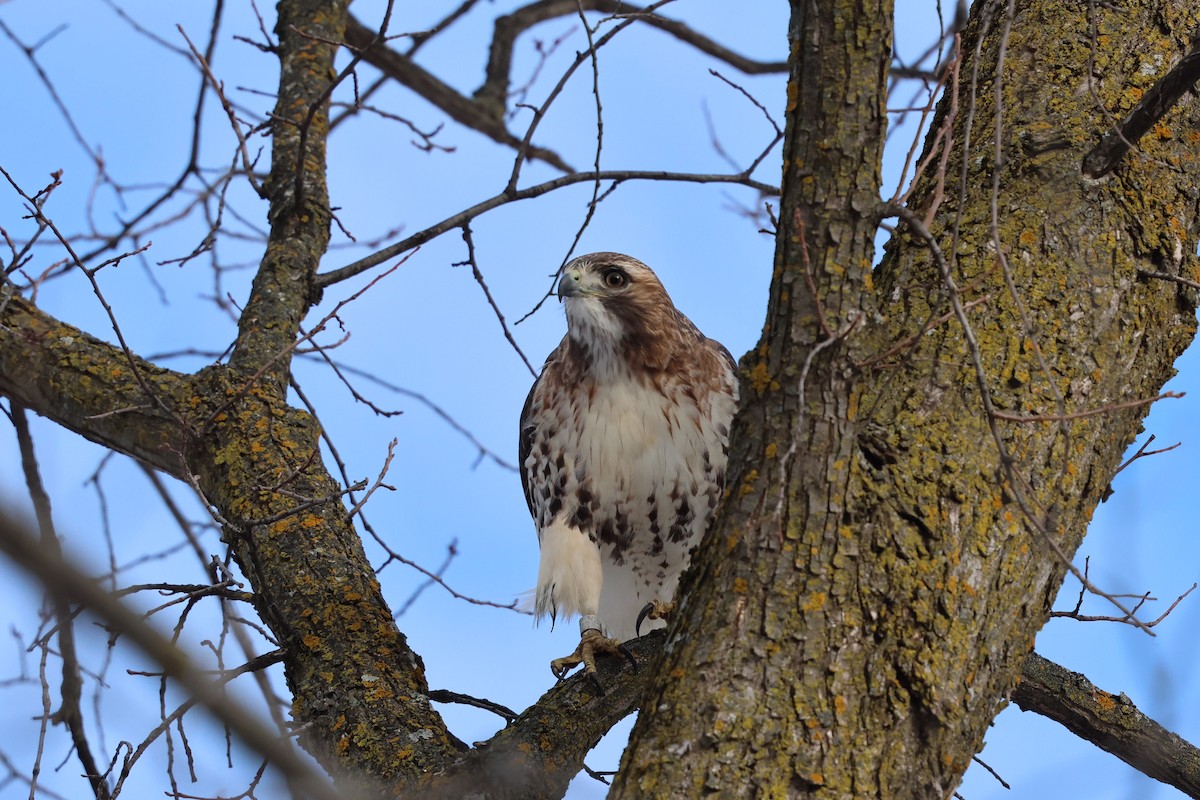 Red-tailed Hawk - ML646041046