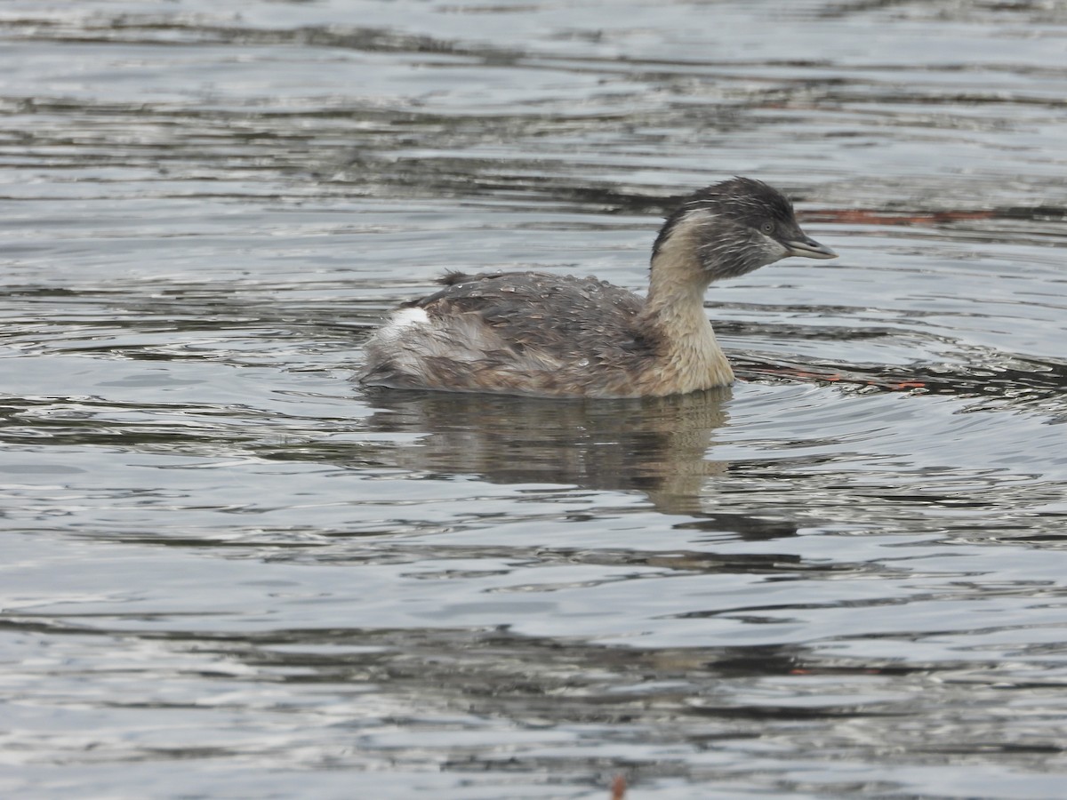 シラガカイツブリ - ML646041047