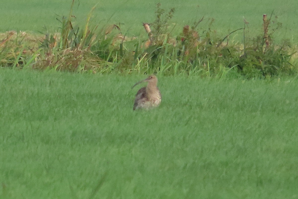 Eurasian Curlew - ML646041048
