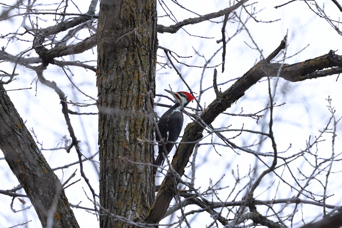 Pileated Woodpecker - ML646041049