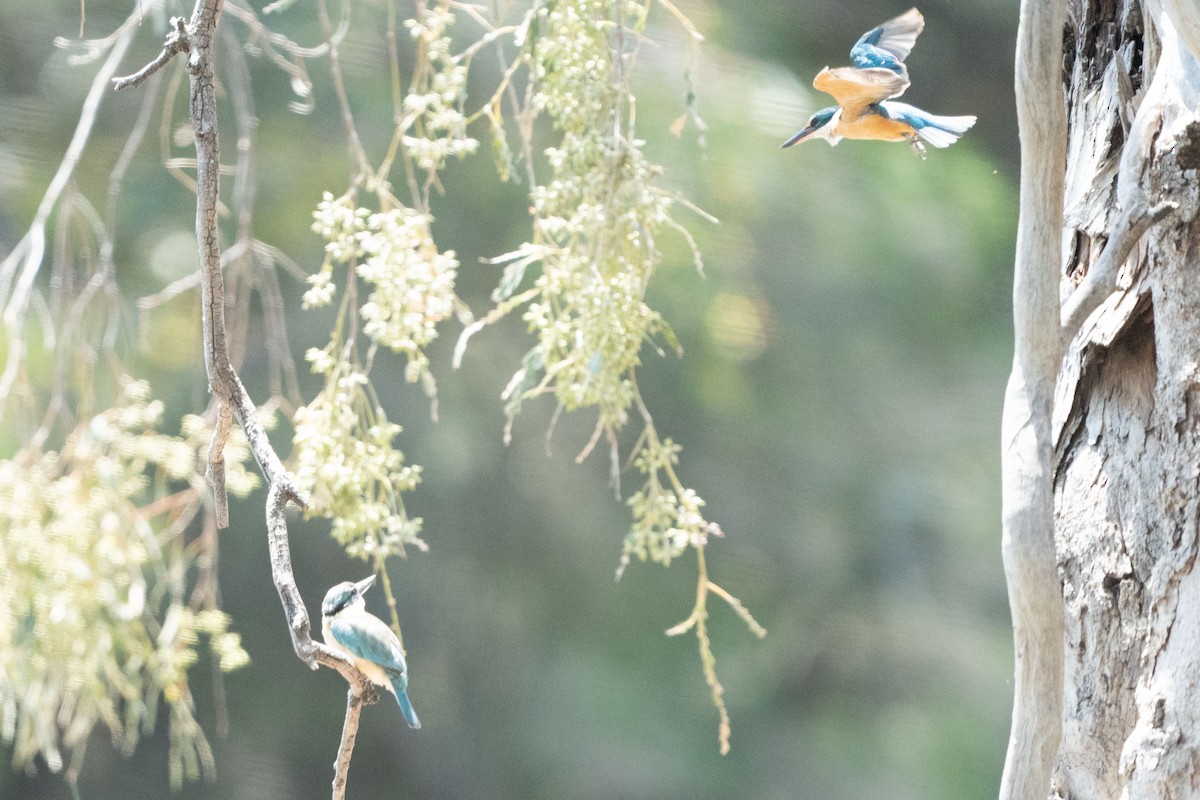 Sacred Kingfisher (Australasian) - ML646041054