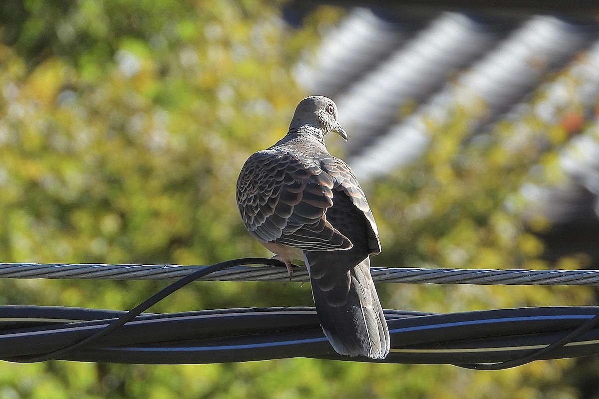 mongolturteldue - ML646041055