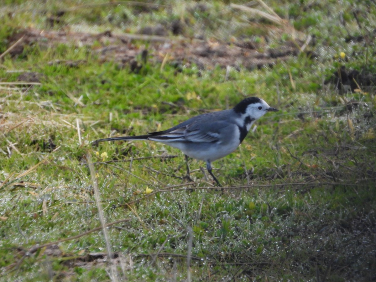 linerle - ML646041060