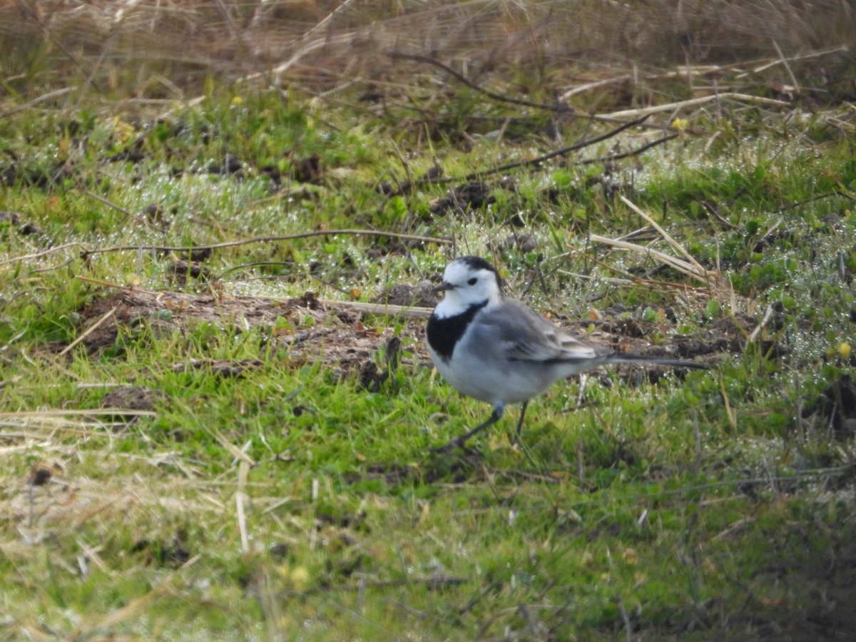 linerle - ML646041061