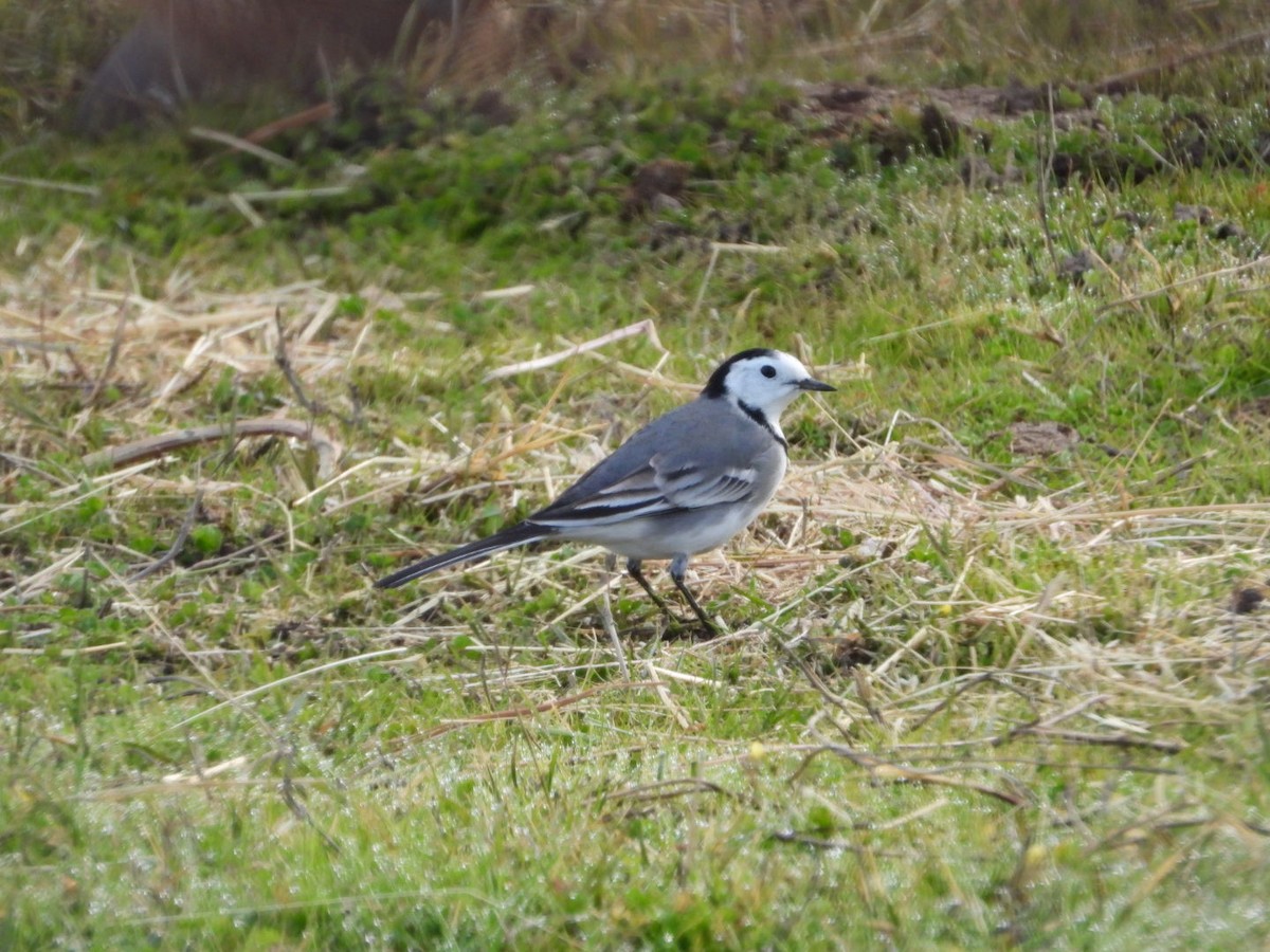 linerle - ML646041062