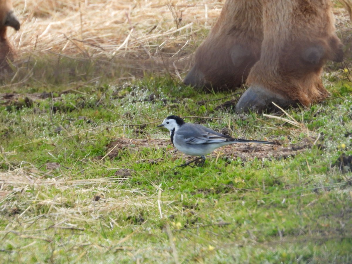 linerle - ML646041063