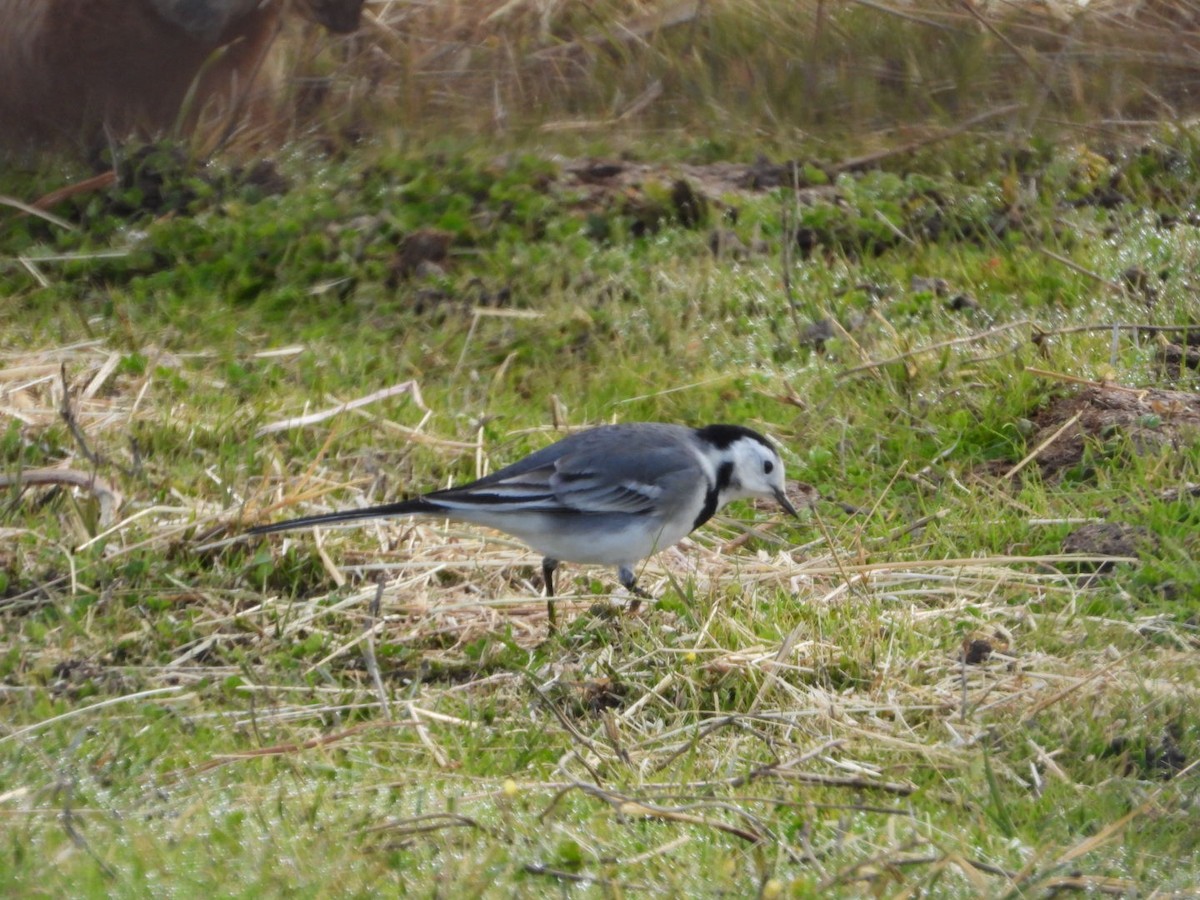 linerle - ML646041064