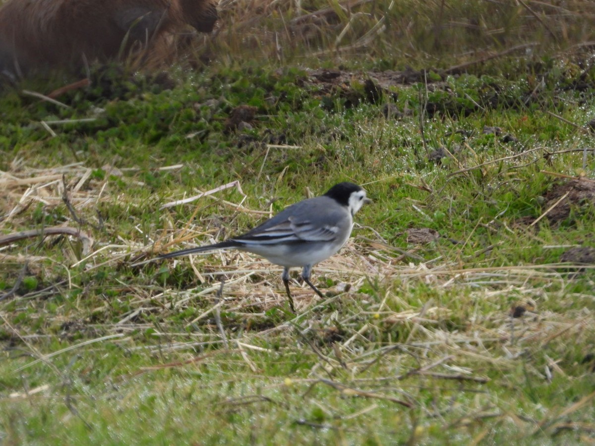 linerle - ML646041065