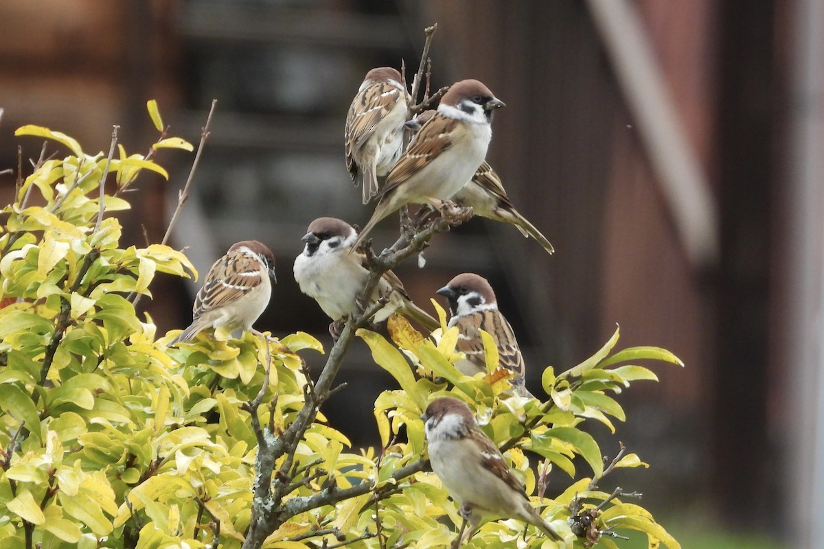 pilfink - ML646041067