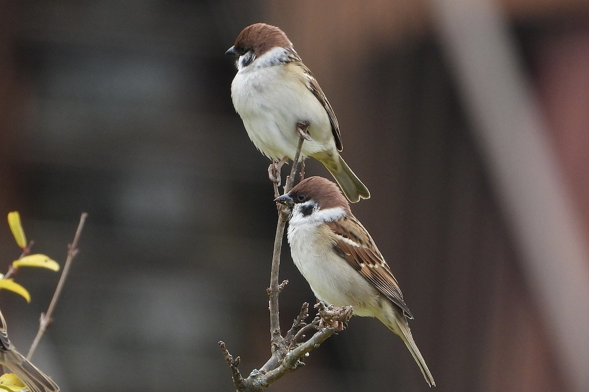 pilfink - ML646041068