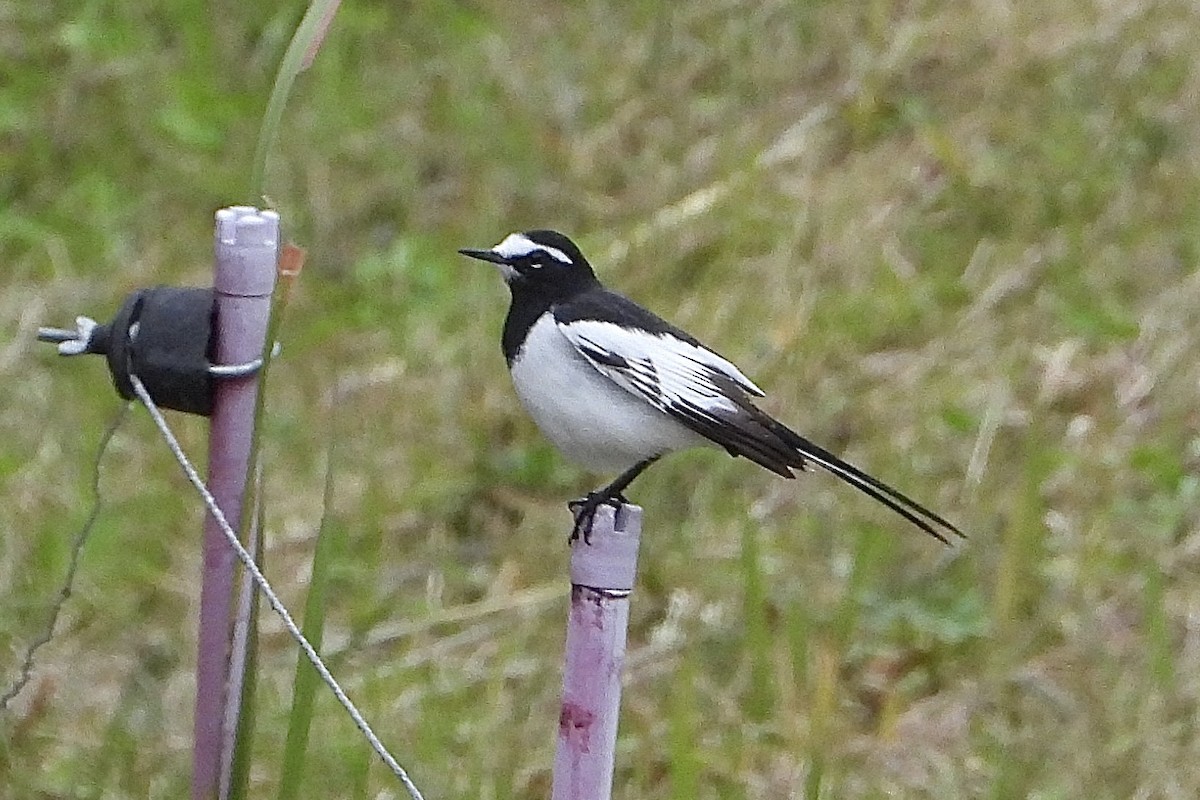 japanerle - ML646041070