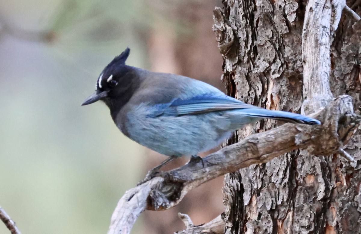 Steller's Jay - ML646041072
