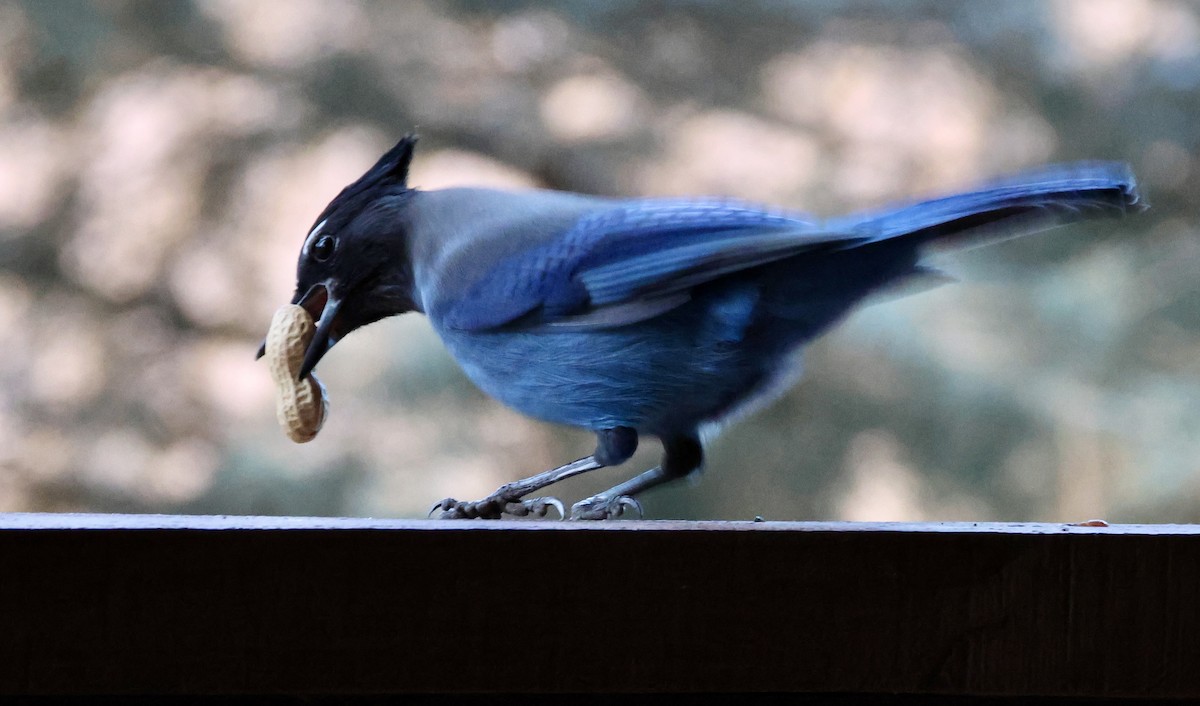 Steller's Jay - ML646041073