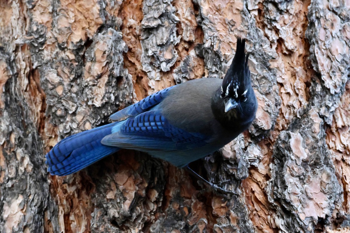 Steller's Jay - ML646041074